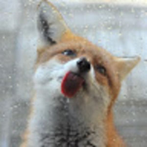 Meet your Posher, Patrica